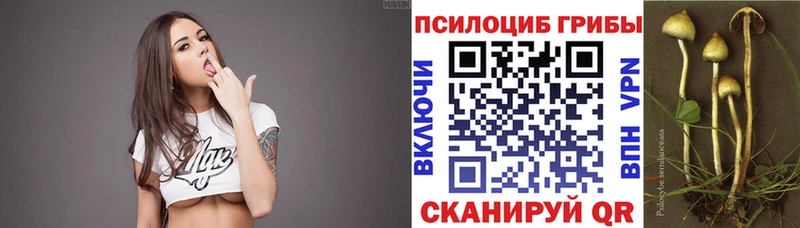 Галлюциногенные грибы Psilocybine cubensis  где найти   Черноголовка 